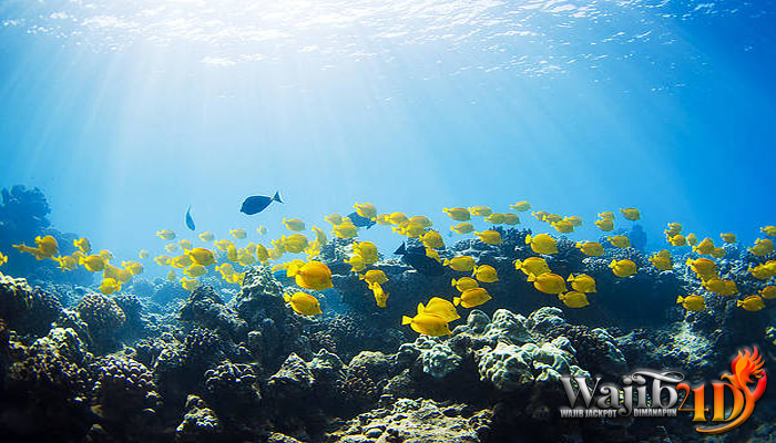 Mengenal Ekosistem Ikan Yellow Tang