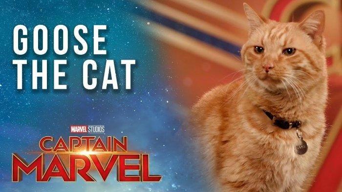   Menguak Rahasia Kucing Misterius di Film Captain Marvel