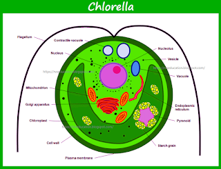 Classification of Chlorella , reproduction in chlorella
