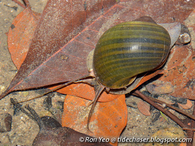 Golden Apple Snail (Pomacea canaliculata)