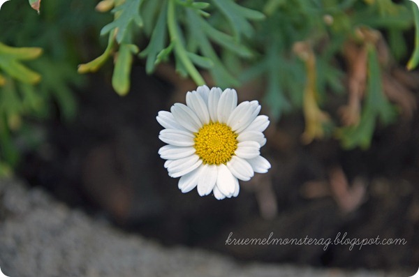 Pfingstsonntag (4)
