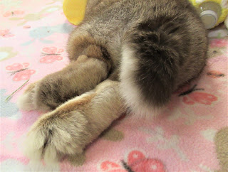 Feet and tail of a rabbit