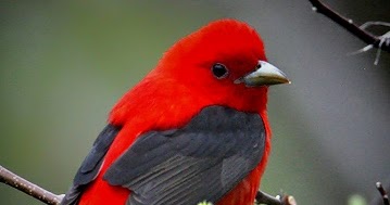 Contoh Hewan Aves  Contoh Majas
