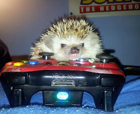 Funny animals of the week - 20 December 2013 (40 pics), hedgehog laying xbox
