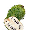 Benefits Of Soursop Fruit Disease Of Loins, Infant Diarrhoea, Lumbago, Constipation, Boils And Ambeien