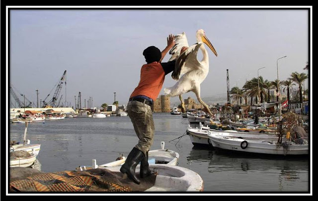 Ahmed Rahme, 11, helps his injured pelican into the water