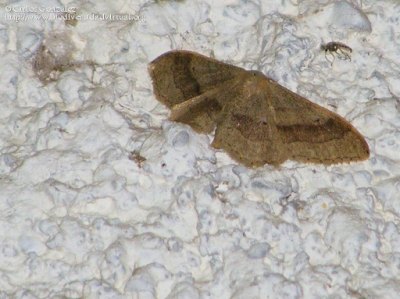 http://www.biodiversidadvirtual.org/insectarium/Idaea-aversata-%28Linnaeus-1758%29-img367031.html