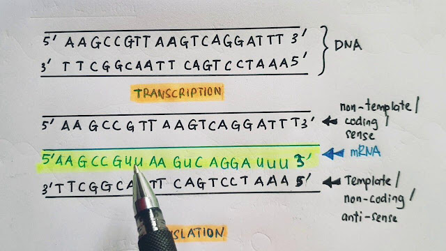 Template vs. Non-template (Non-coding vs. Coding strand of DNA)