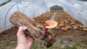 Mushroom Spawn Supplier In Luhari