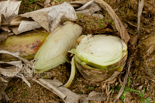 Skampung: Gulai Batang Pisang - Resepi Turun Temurun