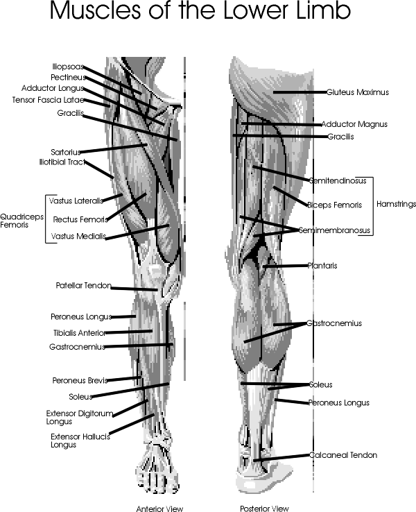 Muscles of the legs