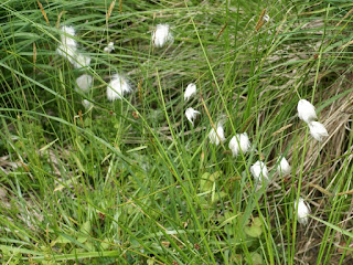 Scirpe cespiteux - Trichophorum caespitosum - Scirpus cespitosus