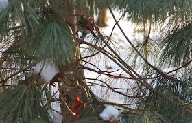 purple finch and male cardinal in pine tree