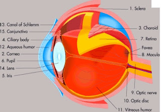 Organ Mata  Manusia Bagian Mata Dan Fungsinya 