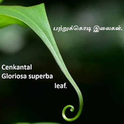 Gloriosa superba leaf