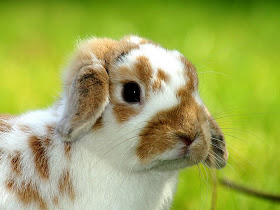Easter Bunny Rabbit Wallpaper