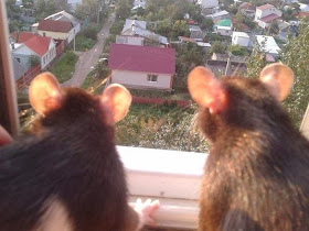 Funny animals of the week - 24 January 2014 (40 pics), two rats looking out through window