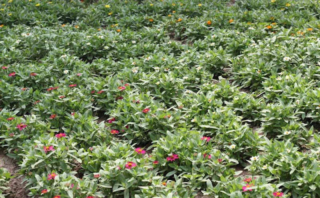 Narrow-Leaf Zinnia Flowers