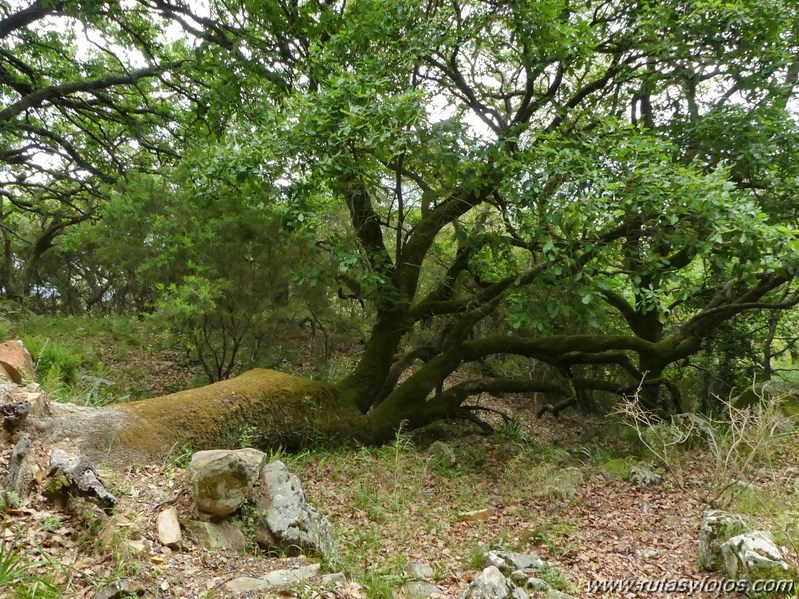 San Carlos del Tiradero - Canuto del Risco Blanco - Cruz del Romero - Arco del Niño