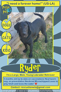 Adopt Ryder flyer from Pose-A-Pet