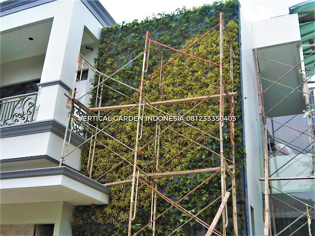 VERTICAL GARDEN INDONESIA SPESIALIS JASA PEMBUATAN VERTICAL GARDEN DI KEDIRI DAN DI SELURUH WILAYAH KEDIRI DENGAN TENAGA YANG PROFESIONAL DAN DAPAT DI PERCAYA YANG SELALU MENGUTAMAKAN SEBUAH MUTU DAN KUALITAS PEMASANGAN VERTICAL GARDEN/TAMAN DINDING, JASA TUKANG TAMAN VERTICAL KEDIRI, JASA VERTICAL GARDEN KEDIRI