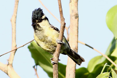 Indian Yellow Tit