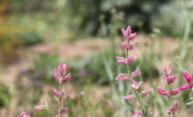 Annual Clary Sage