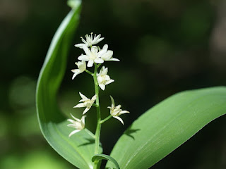 Smilacine étoilée - Maianthemum stellatum