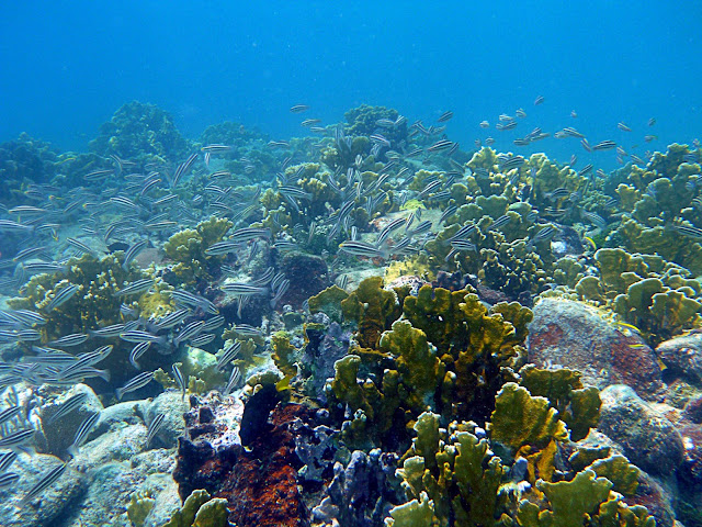 Belize Central America geology travel trip tour reef karst caves ocean coral
