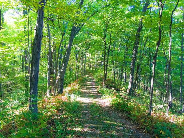 Ice Age Trail Greenbush Segment