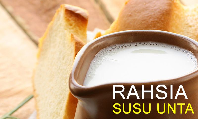 Rahsia Dan Khasiat Besar Susu Unta Yang Ramai Tak Tahu 