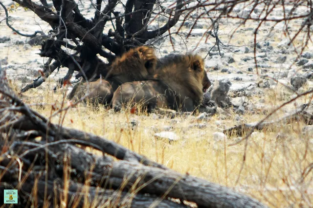 Leones en Parque Nacional de Etosha, Namibia