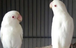 Cara Mengetahui Burung Lovebird Albino Lengkap Gambar + Harga