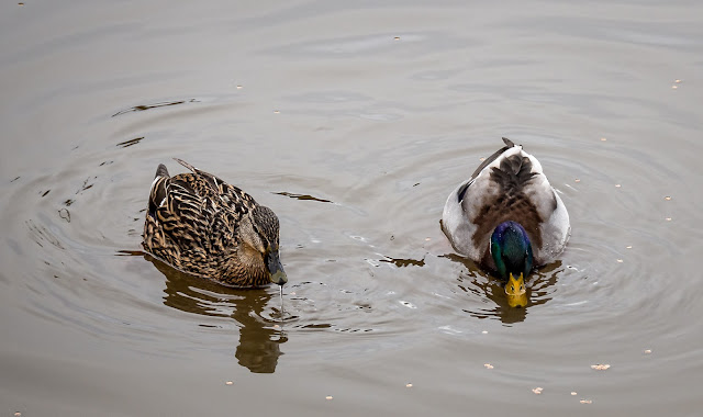 Photo of the ducks that paid us a visit yesterday (Thursday) afternoon 