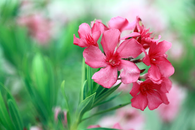 Oleander