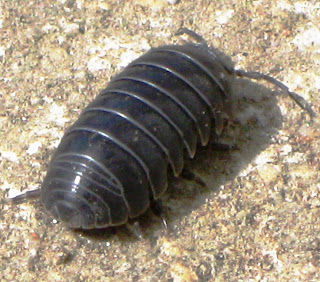 Roly-Poly Pill Bug