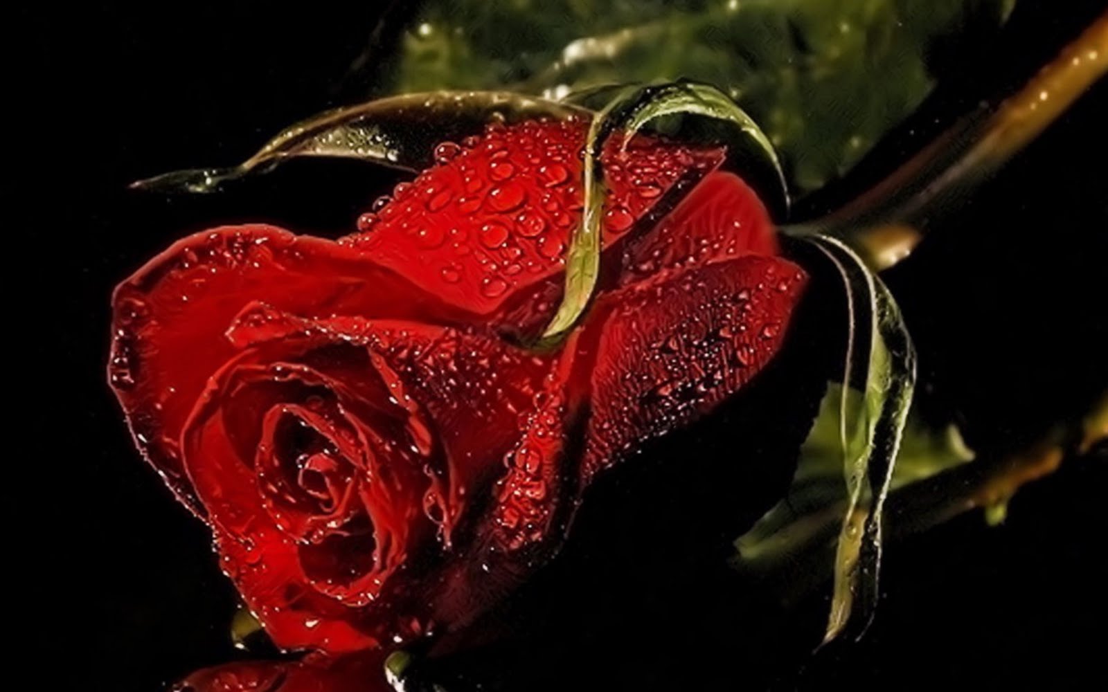 Poze Imagini Desktop Imagini Cu Trandafiri Frumosi
