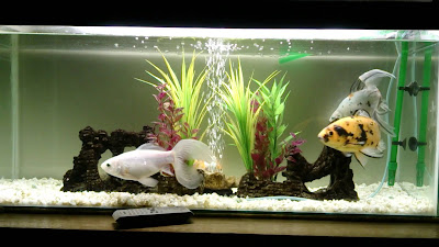 What Do I Need for Fish Tank