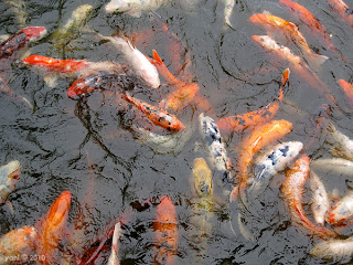 koi swarm, darling harbour