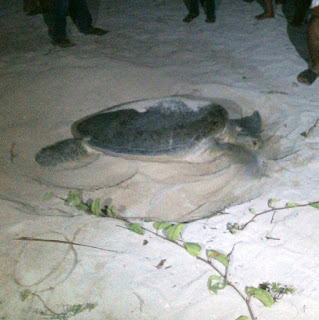 Penyu melindungi telur