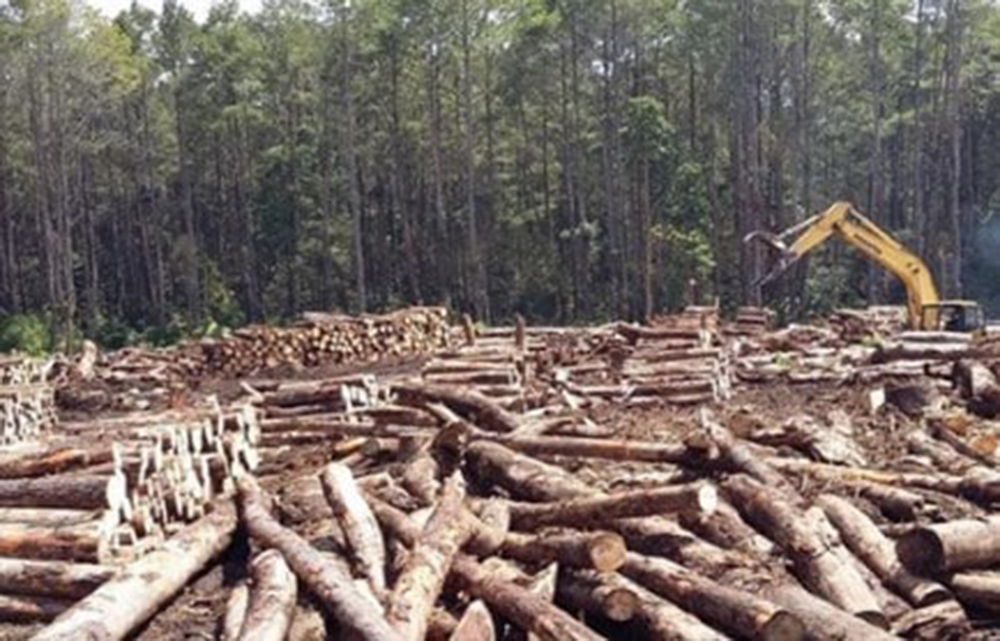 Dampak Penebangan Hutan Secara Liar Terhadap Lingkungan