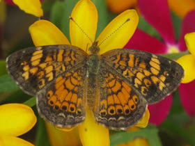 Pearl Crescent butterfly