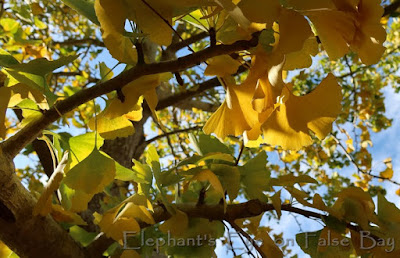 Golden ginkgo leaf