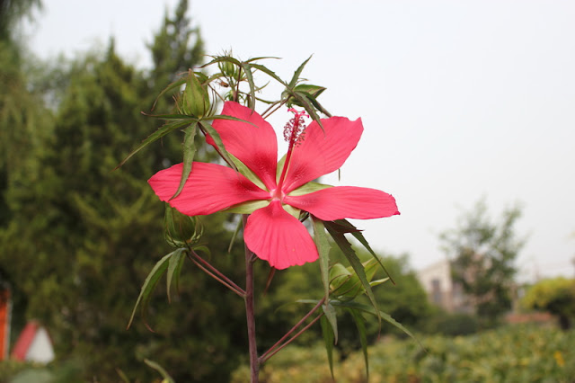 Scarlet Rosemallow Flowers Pictures