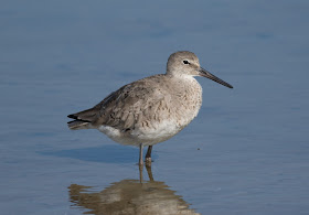 Willet - Bunche Beach, Florida