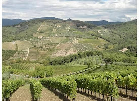 Vineyards in Tuscany