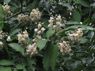 As a folk medicine, its leaves and bark, which are hot, acrid, bitter, insecticidal and vulnerary, are used (leaf paste) to treat skin diseases, to heal wounds, biliousness, Ulcers, and to treat cough (bark decoction), asthma and leprosy. Bark powder with honey is also useful in treatment of diabetes.