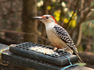 Red-bellied Woodpecker in Tallahassee