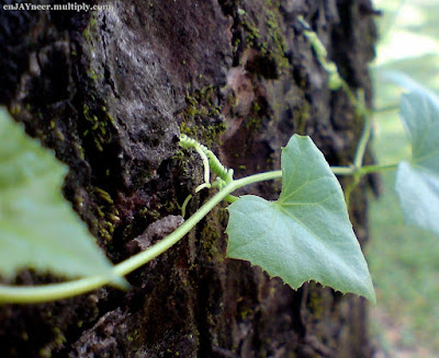 leaves, clark, Pampanga, green, photography, macro, nature, art, camera, sony ericsson, jaypee david, enjayneer, bangis, holy angel university, iecep, ece