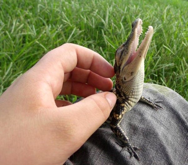 funny animal pics, animal photos, baby croc being scratched